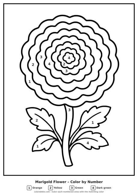 Marigold Flower color by number page with numbered areas
