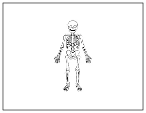 Human Skeleton Anatomy coloring page – printable line art