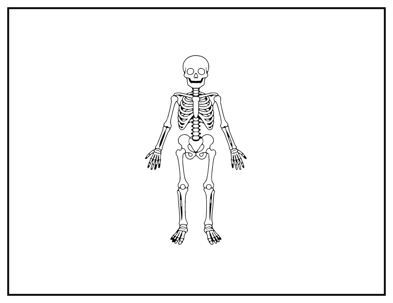 Human Skeleton Anatomy coloring page – printable black and white line art