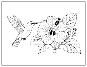 Hummingbird and Hibiscus coloring page – printable line art