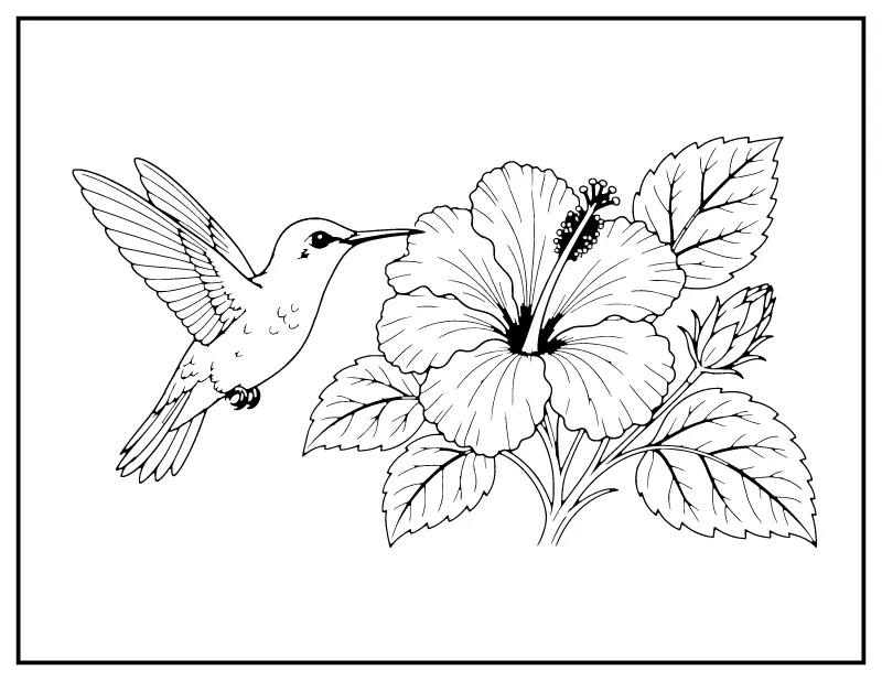 Hummingbird and Hibiscus coloring page – printable black and white line art