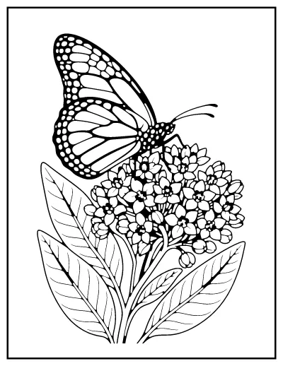 Monarch-Style Butterfly with Wing Veins coloring page – printable line art