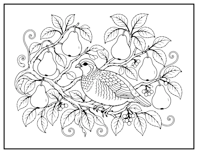 Partridge in a Pear Tree coloring page – printable black and white line art